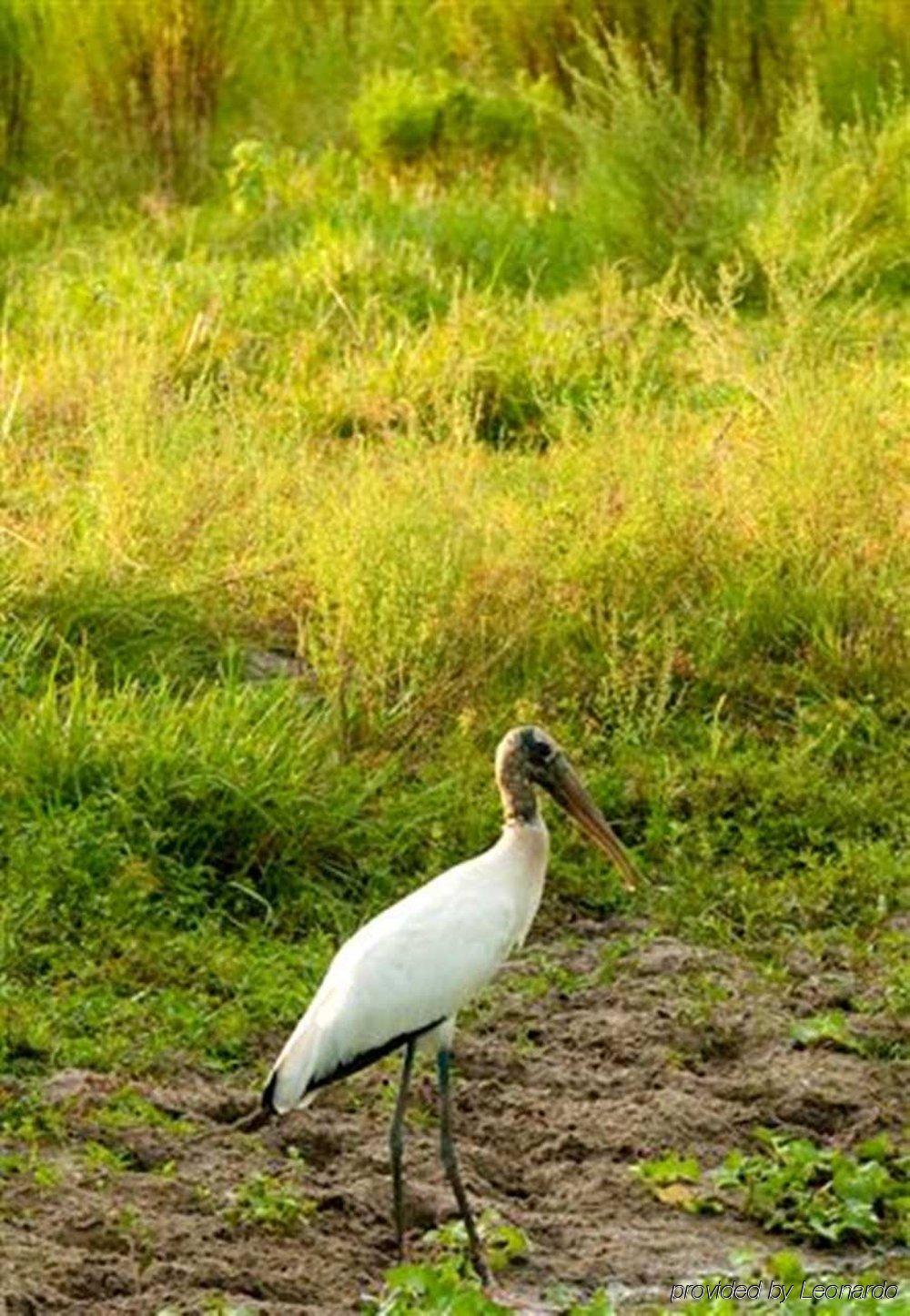 Hampton Inn Okeechobee - Lake Окічобі Екстер'єр фото