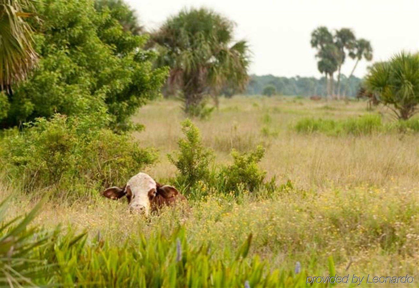 Hampton Inn Okeechobee - Lake Окічобі Екстер'єр фото